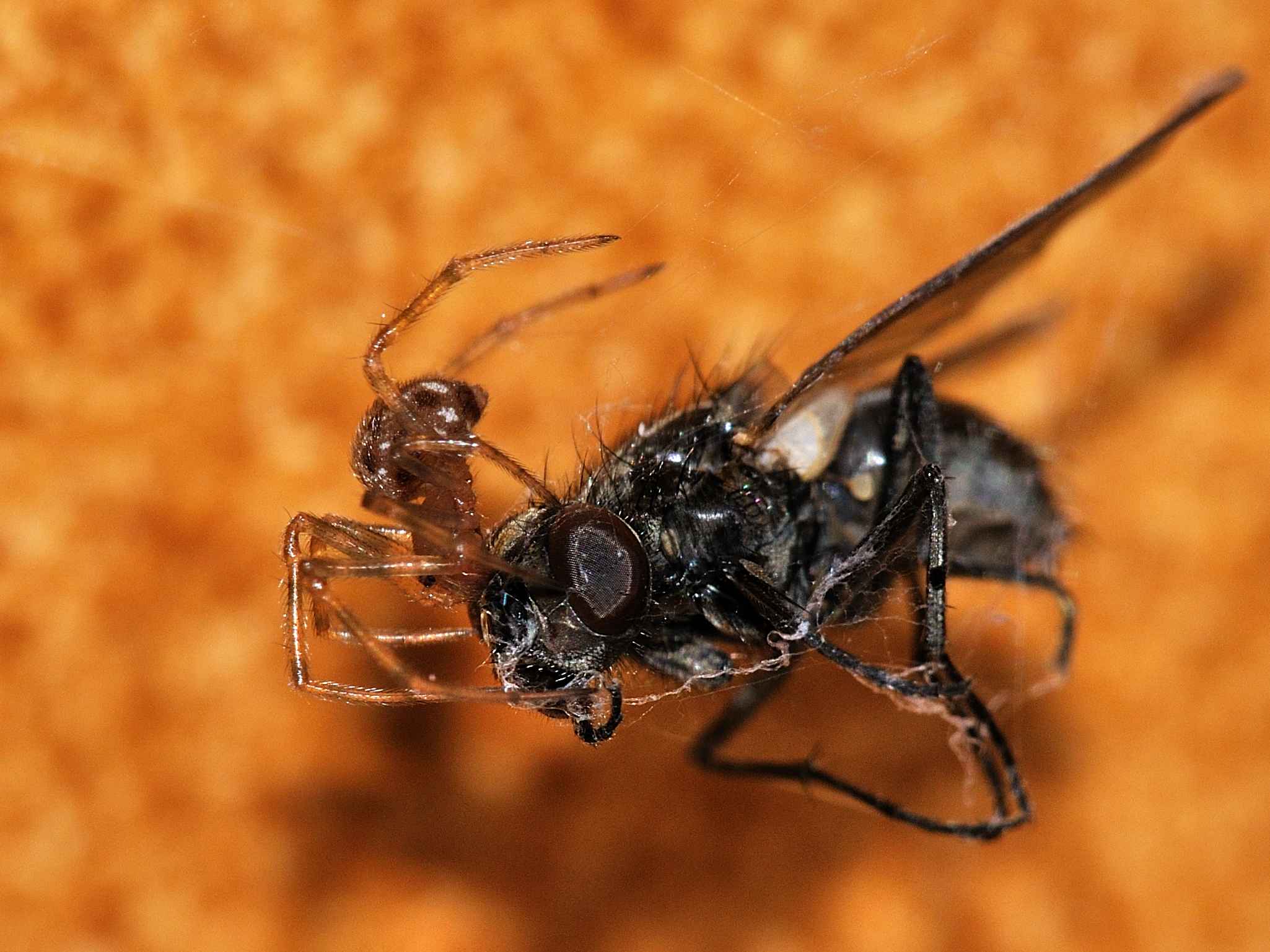 Steatoda triangulosa